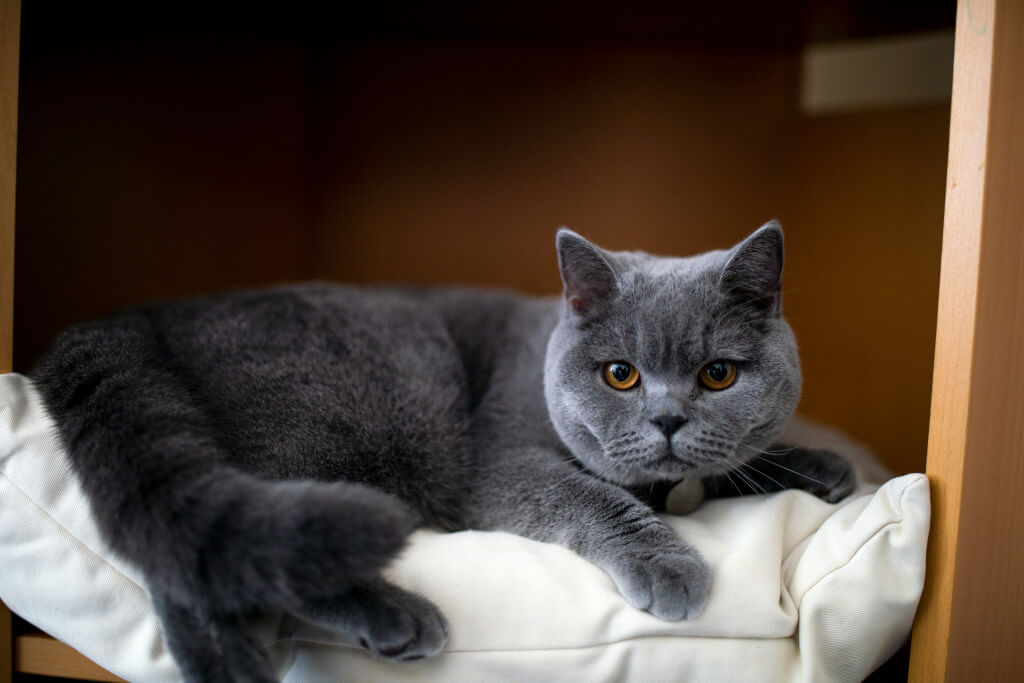 Are British Shorthairs Ethical?
