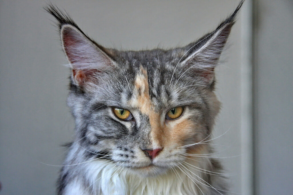 Maine Coon Cats - Canada's Perfect Winter Warriors