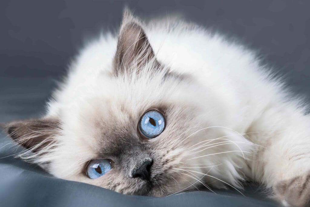 Ragdoll Cats - The Perfect Canadian Family Breed