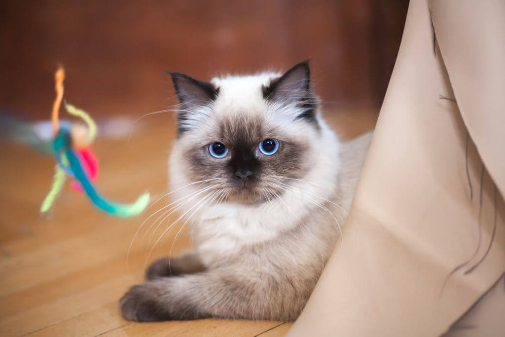 Top 5 Cat Breeds For Families