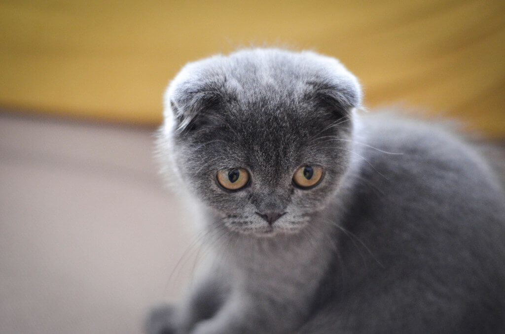 Are Scottish Folds Ethical?