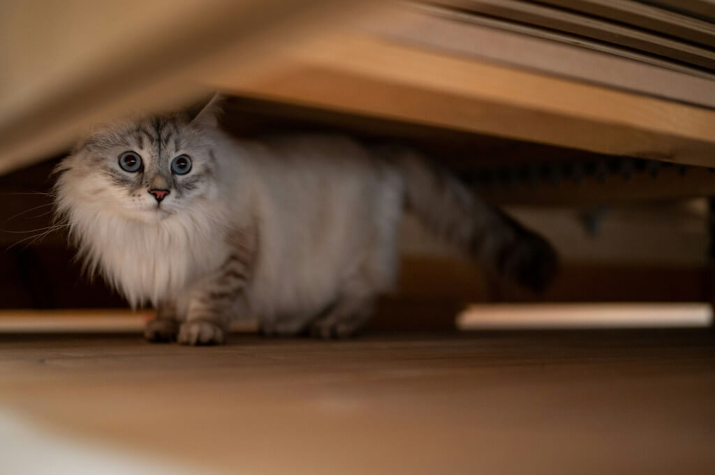 Siberian Cats - The Perfect Canadian Winter Companions