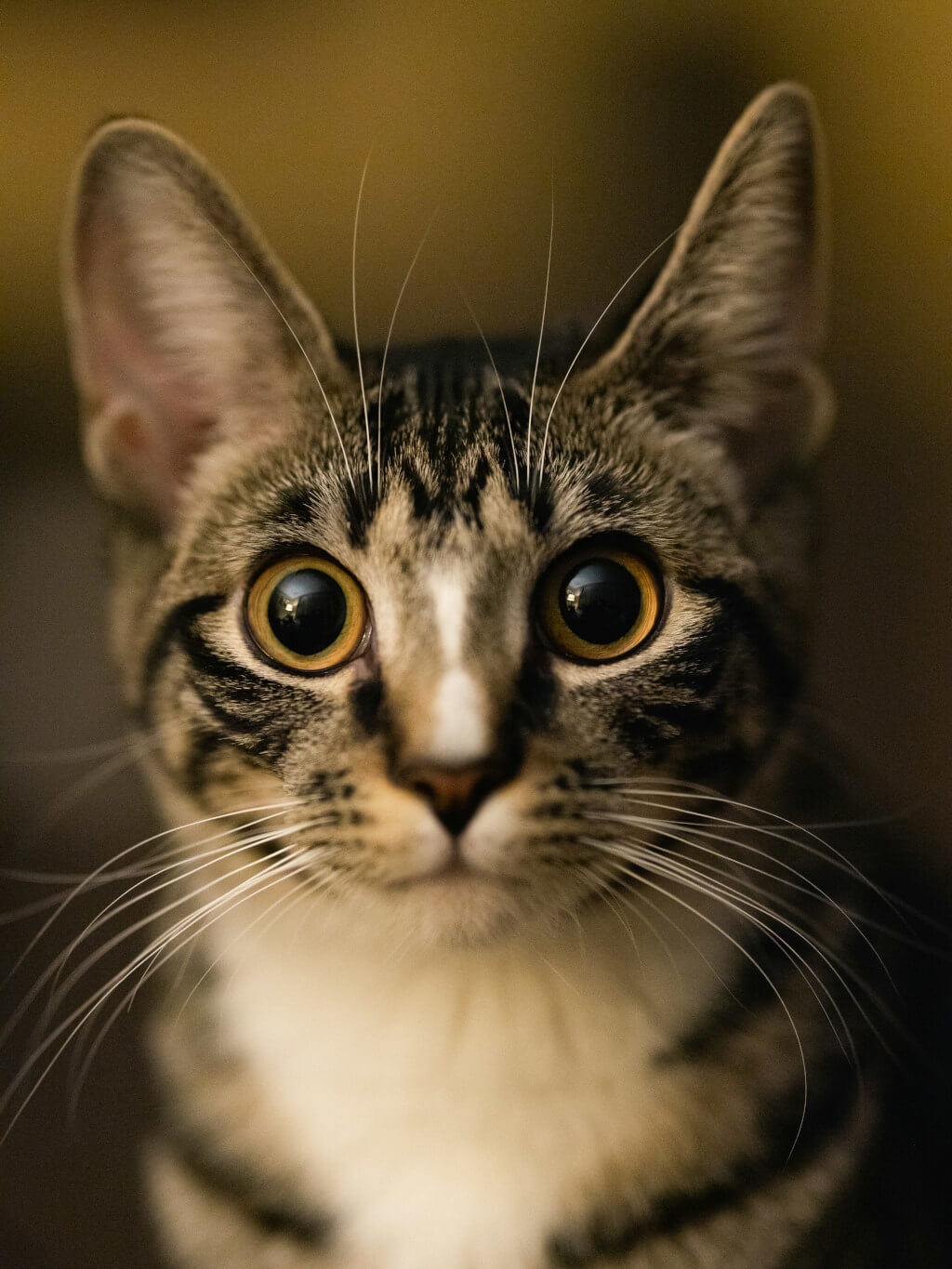 Ask This Before You Adopt